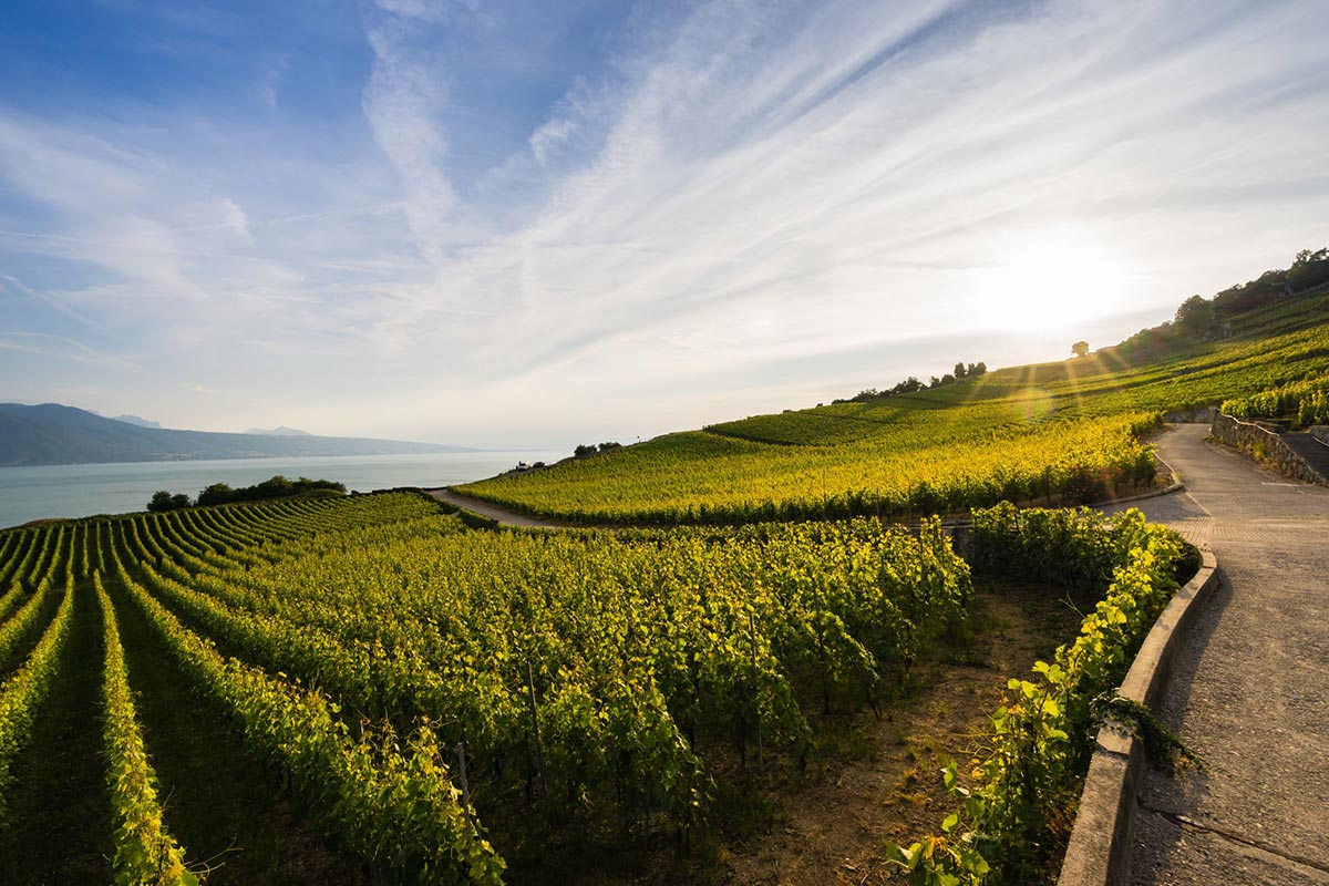 UNESCO listed Lavaux vineyard terraces