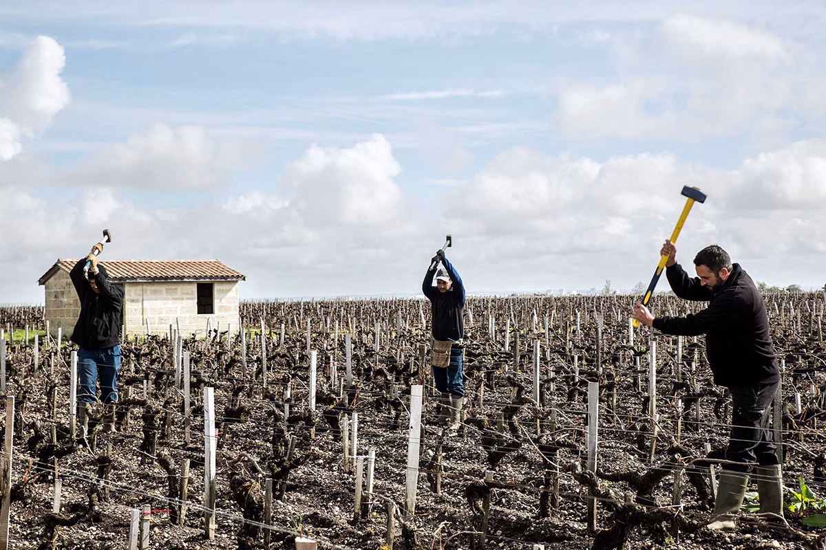 Οι Αμπελώνες και το Terroir
