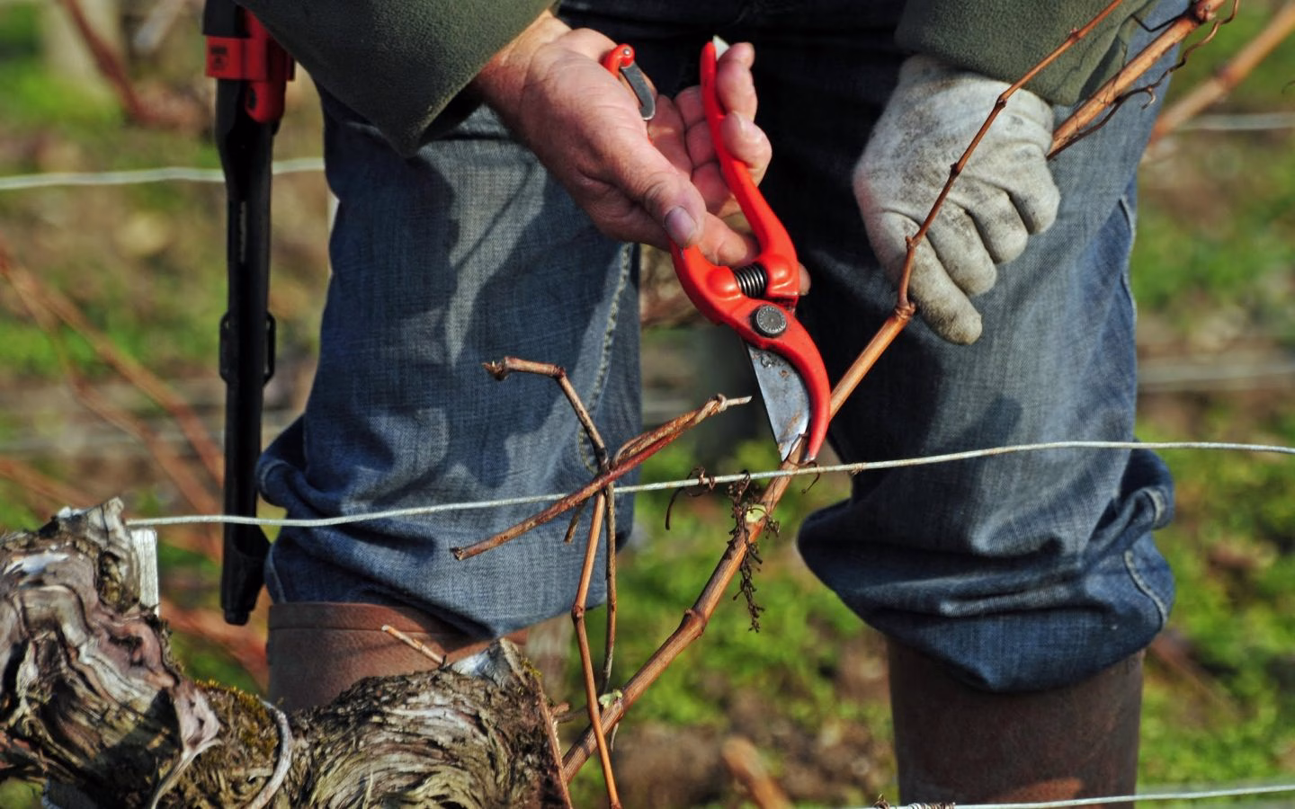 Οινοποιεία του Μπορντό: Η Ιστορία του Château Margaux