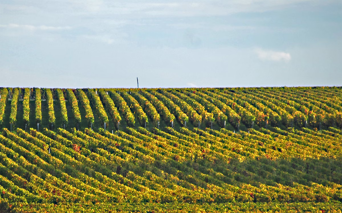 Οι Αμπελώνες και το Terroir